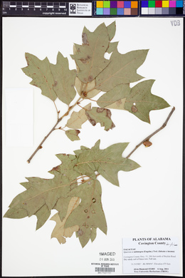 Quercus x subintegra image