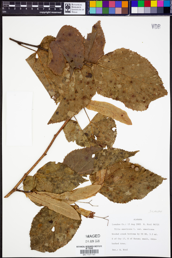 Tilia americana var. americana image