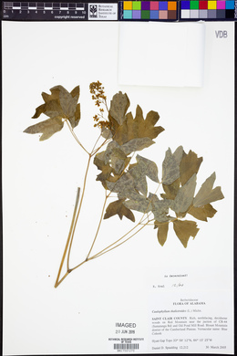 Caulophyllum thalictroides image