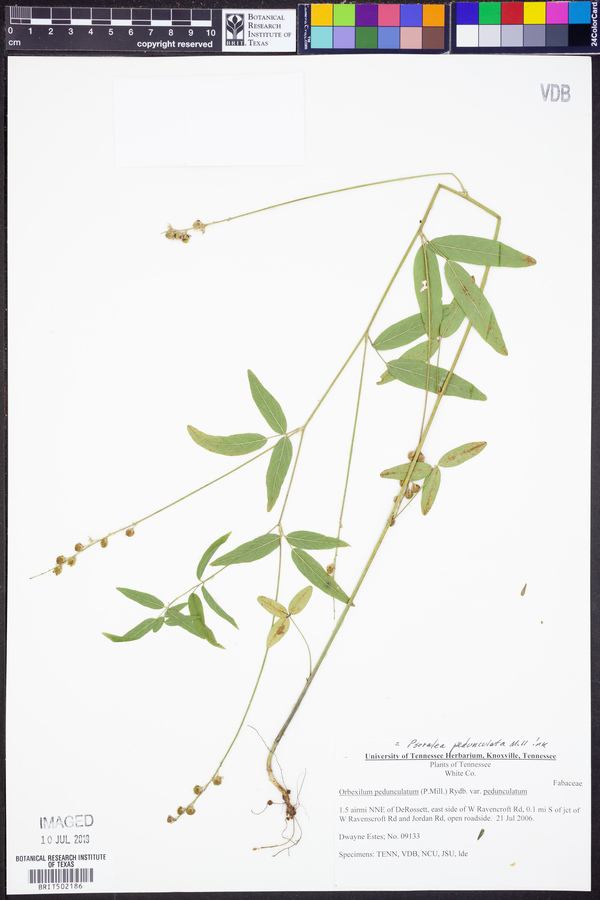 Orbexilum pedunculatum var. pedunculatum image