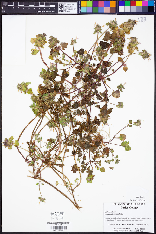 Lamium dissectum image