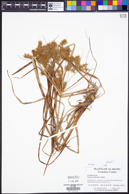 Cyperus erythrorhizos image