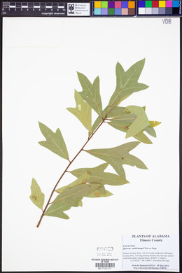 Quercus x mellichampii image