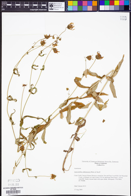 Jamesianthus alabamensis image