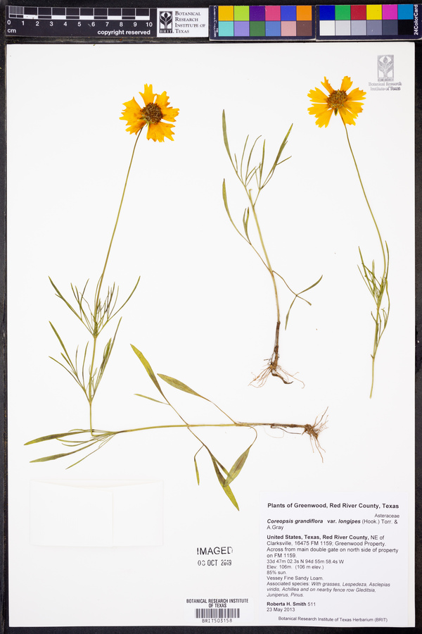 Coreopsis grandiflora var. longipes image