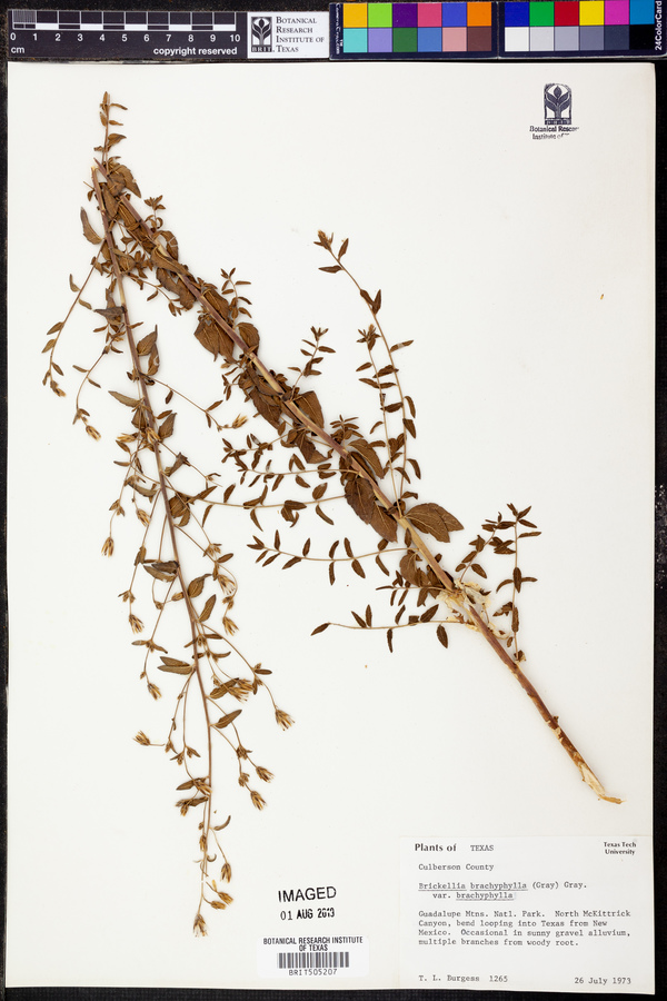 Brickellia brachyphylla var. brachyphylla image