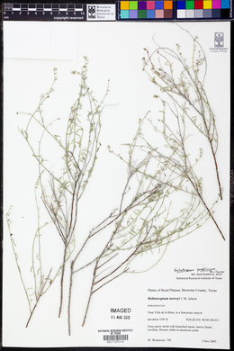 Heliotropium powelliorum image