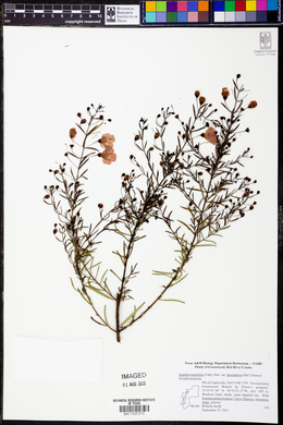 Agalinis tenuifolia var. leucanthera image