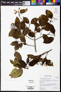 Cornus drummondii image