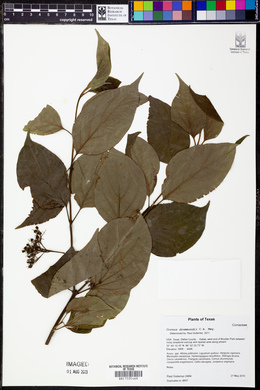 Cornus drummondii image