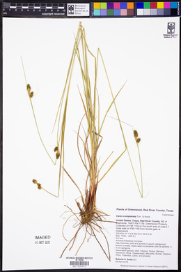 Carex complanata image