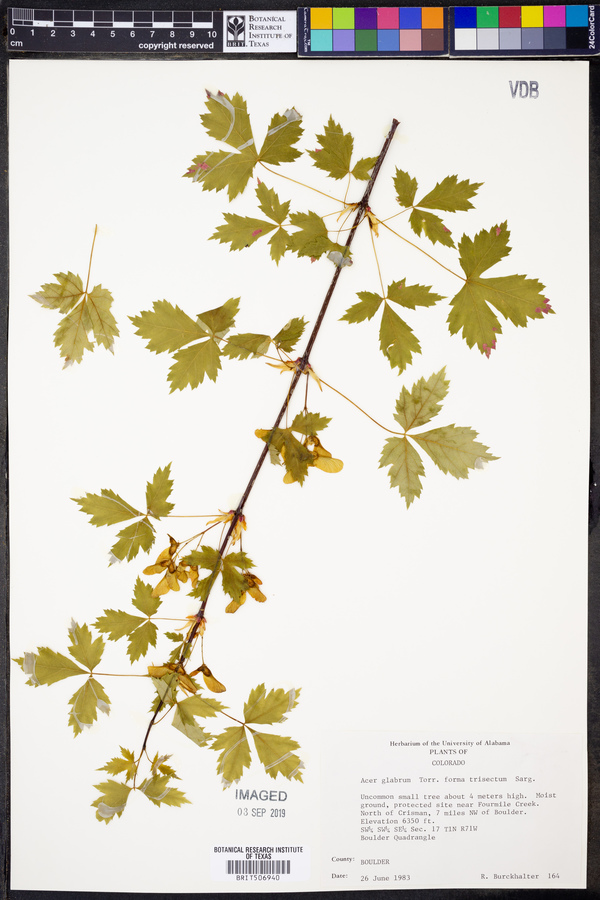 Acer glabrum f. trisectum image