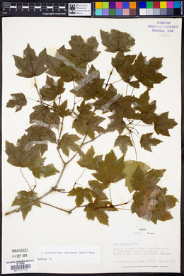 Acer saccharum var. leucoderme image