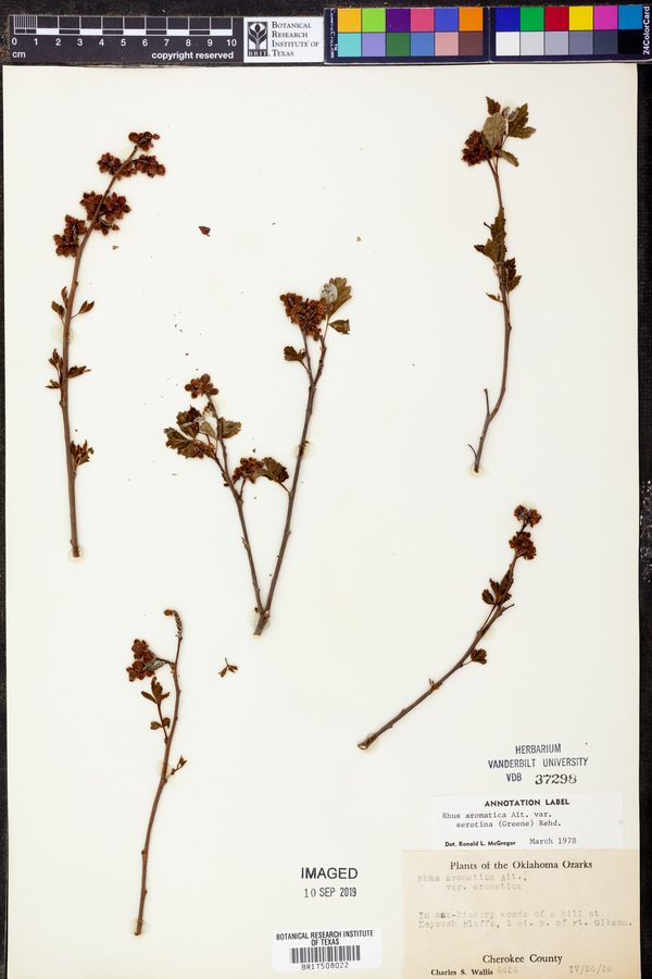 Rhus aromatica var. serotina image