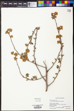 Rhus aromatica subsp. serotina image