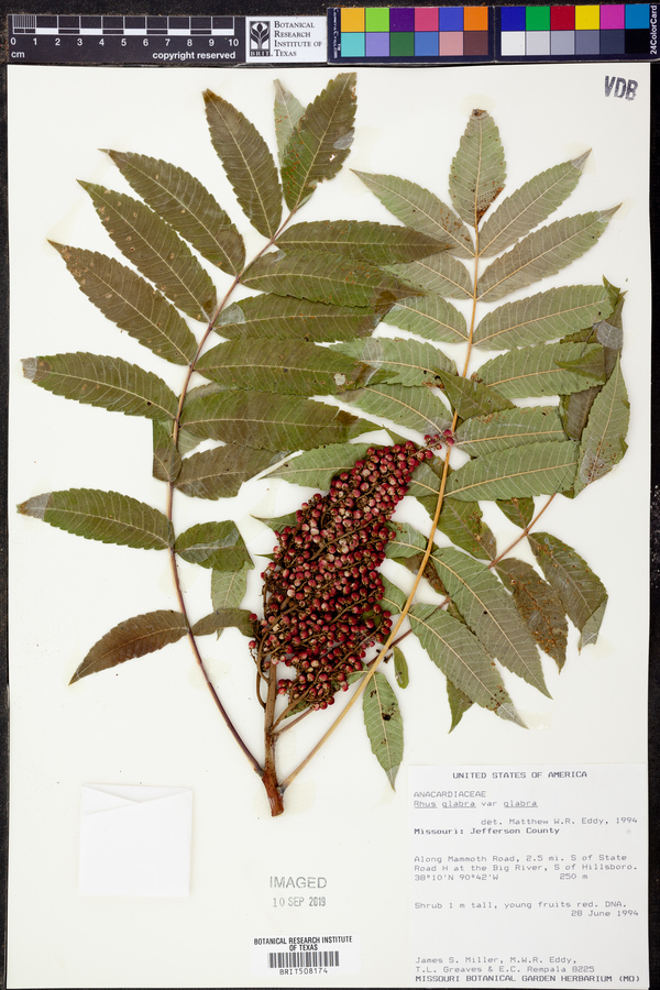 Rhus glabra var. glabra image
