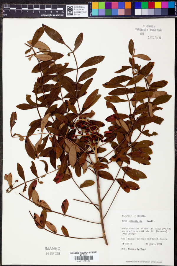 Rhus obtusifolia image
