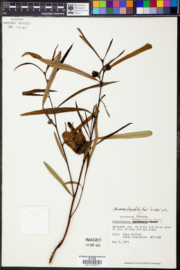 Image of Asimina longifolia