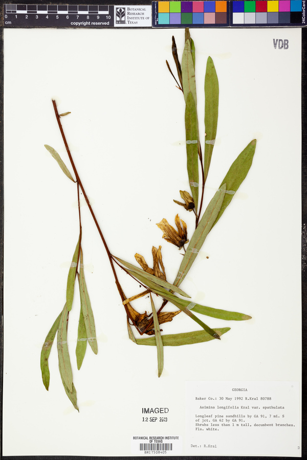 Asimina longifolia var. spatulata image