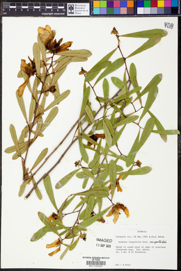 Asimina longifolia image