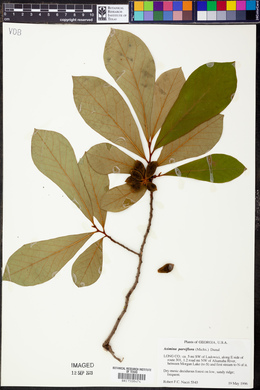 Asimina parviflora image