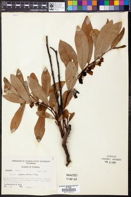 Asimina pygmaea image