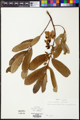Image of Asimina pygmaea