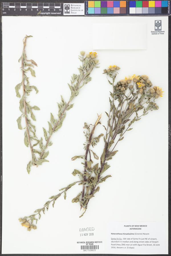 Heterotheca hirsutissima image