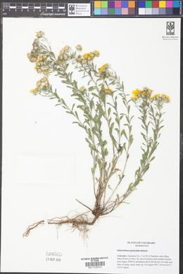 Heterotheca paniculata image