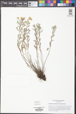 Image of Heterotheca pedunculata