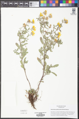 Heterotheca pedunculata image