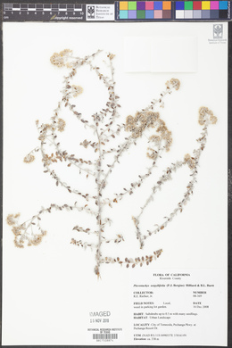 Plecostachys serpyllifolia image