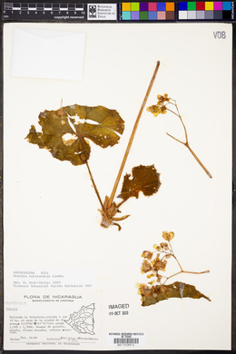Image of Begonia cardiocarpa