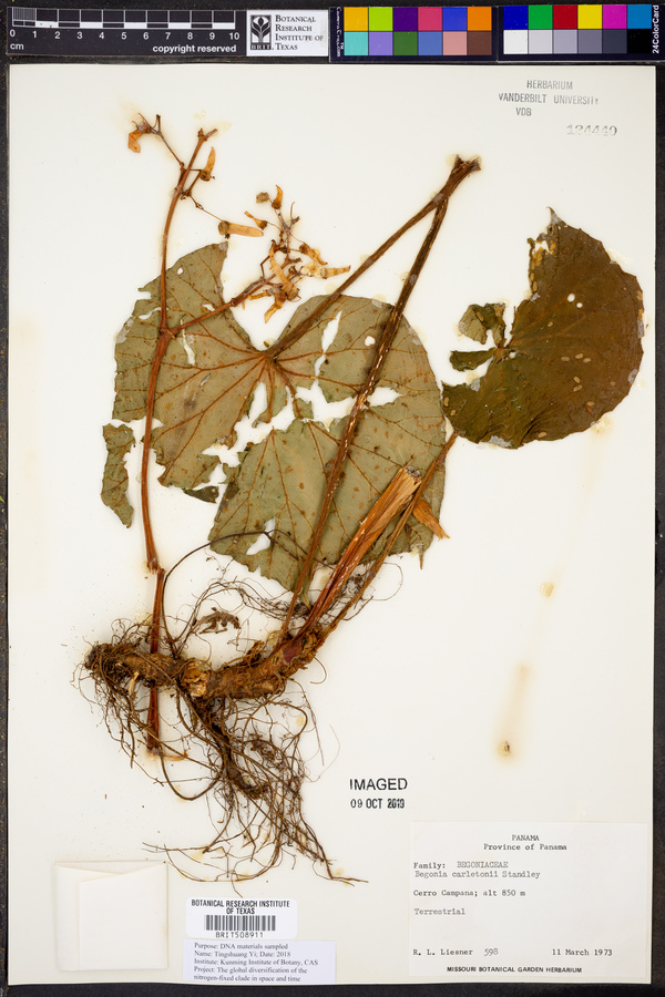 Begonia carletonii image