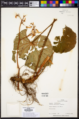 Image of Begonia carletonii