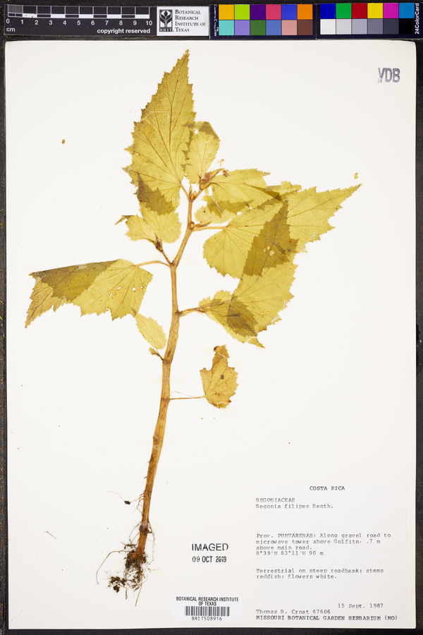 Begonia hirsuta image