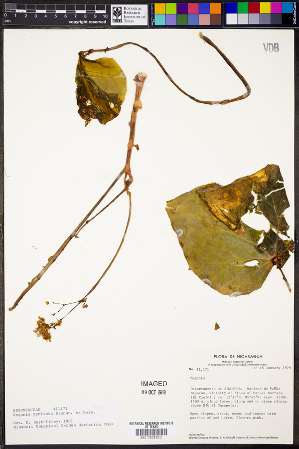 Begonia manicata image