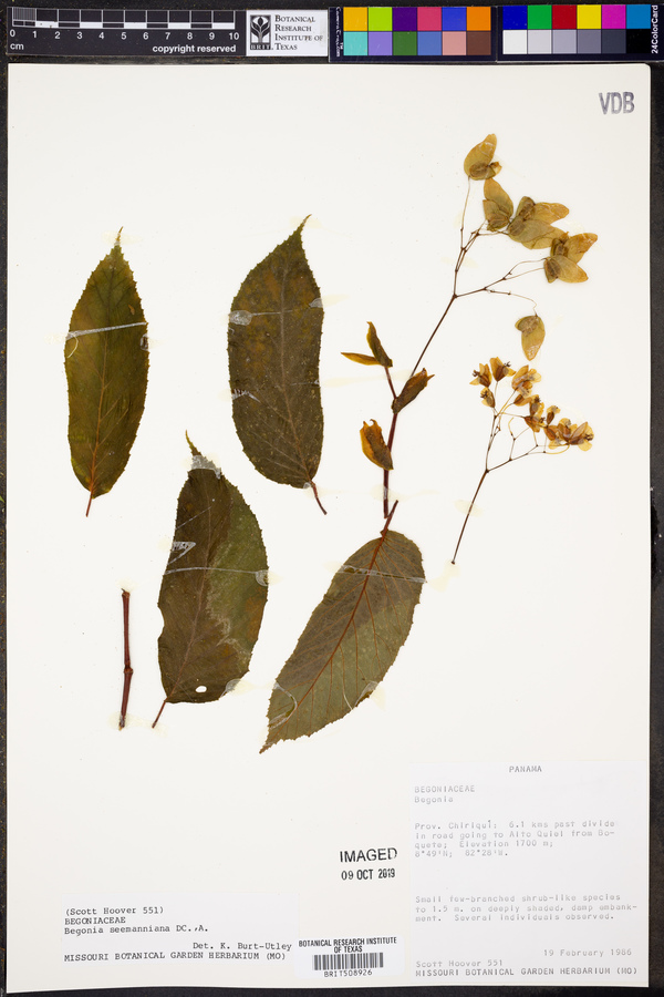 Begonia seemanniana image