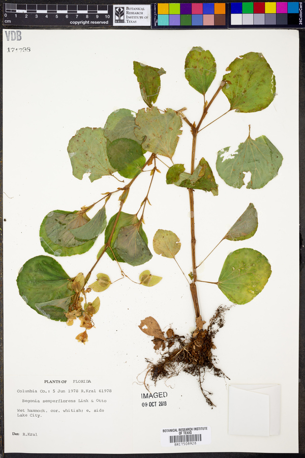 Begonia semperflorens image