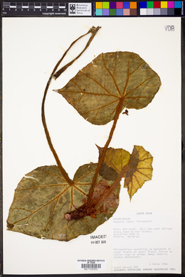 Image of Begonia copeyana
