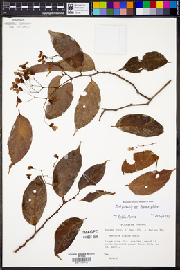 Begonia estrellensis image