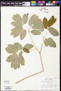 Caulophyllum thalictroides var. thalictroides image