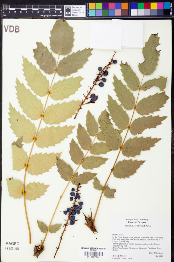 Mahonia nervosa image