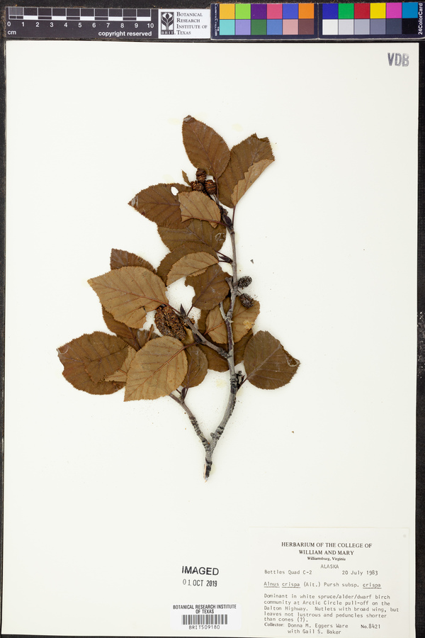 Alnus crispa subsp. crispa image