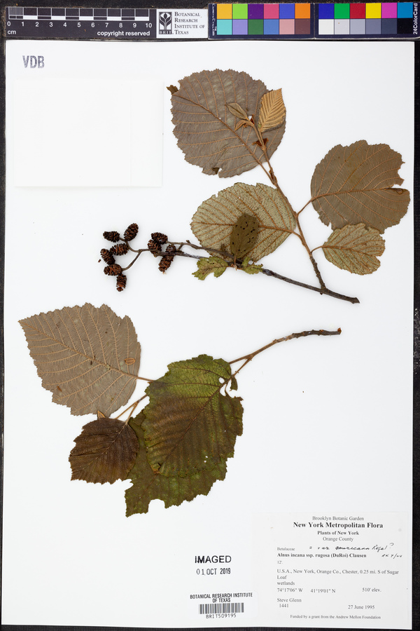 Alnus incana var. americana image