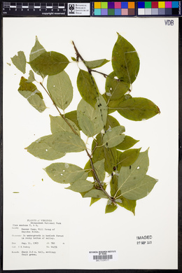 Ilex montana image