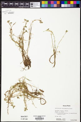 Callitriche heterophylla image