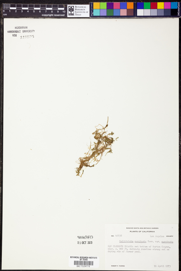 Callitriche marginata var. marginata image