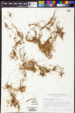 Callitriche marginata var. longipedunculata image