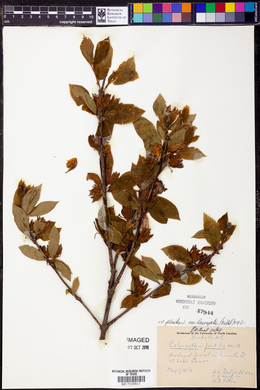 Calycanthus floridus var. laevigatus image